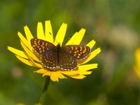 maudoc.com • Melitaea diamina •  IMG_1692 copia.jpg   Meltaea diamina